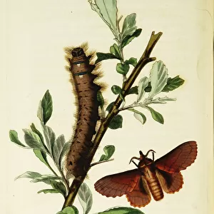 Curtis British Entomology Plate 24