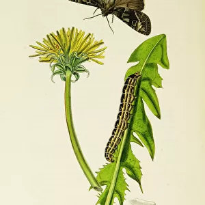 Curtis British Entomology Plate 248