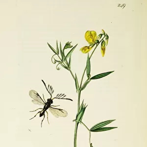 Curtis British Entomology Plate 249