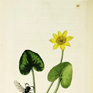 Curtis British Entomology Plate 25