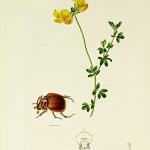 Curtis British Entomology Plate 259