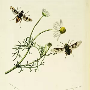 Curtis British Entomology Plate 26