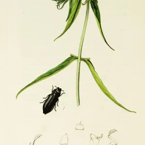 Curtis British Entomology Plate 262