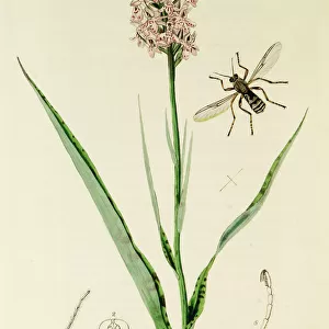 Curtis British Entomology Plate 285