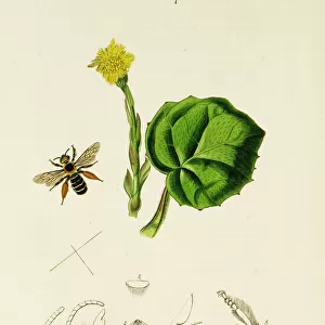 Curtis British Entomology Plate 367