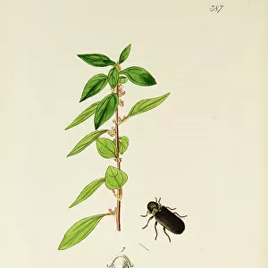 Curtis British Entomology Plate 387