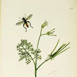Curtis British Entomology Plate 401