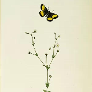 Curtis British Entomology Plate 424