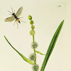 Curtis British Entomology Plate 436
