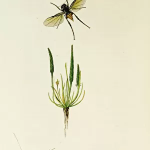 Curtis British Entomology Plate 437