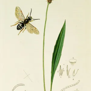 Curtis British Entomology Plate 448