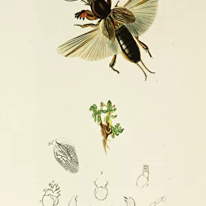 Curtis British Entomology Plate 456