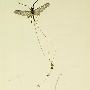 Curtis British Entomology Plate 484