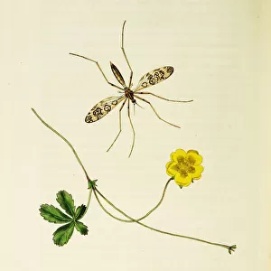 Curtis British Entomology Plate 50