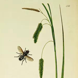 Curtis British Entomology Plate 533