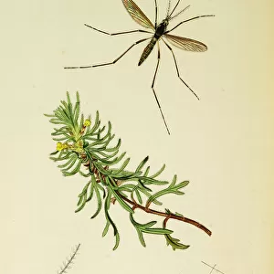Curtis British Entomology Plate 537