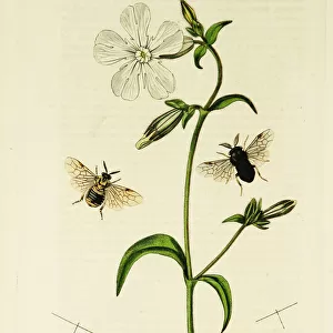 Curtis British Entomology Plate 54