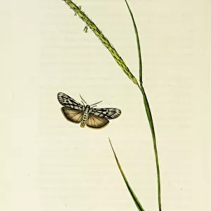 Curtis British Entomology Plate 56