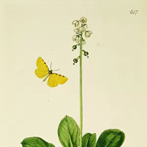 Curtis British Entomology Plate 647