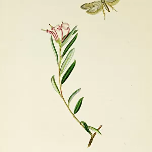 Curtis British Entomology Plate 655