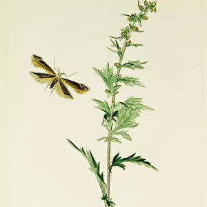 Curtis British Entomology Plate 671