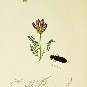 Curtis British Entomology Plate 698