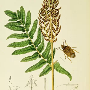 Curtis British Entomology Plate 704