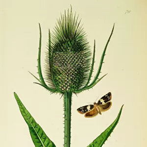 Curtis British Entomology Plate 711
