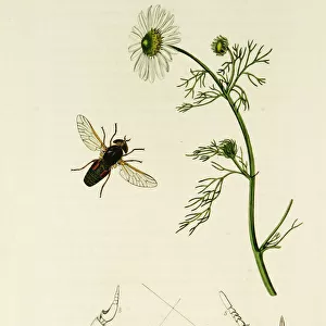 Curtis British Entomology Plate 78