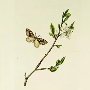 Curtis British Entomology Plate 81