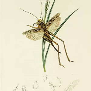 Curtis British Entomology Plate 82
