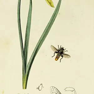 Curtis British Entomology Plate 98