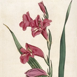 Curtis / Common Gladiolus