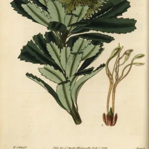 Cut-leaf banksia, Banksia praemorsa