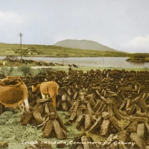 Cut turf and donkeys - Ireland