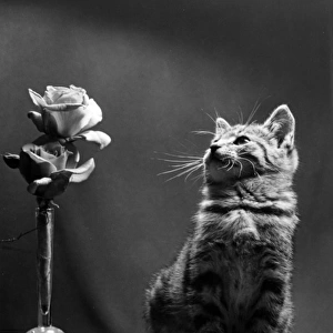 Cute tabby kitten looking at a vase of roses