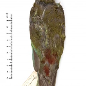 Cyanoramphus zealandicus, black-fronted parakeet