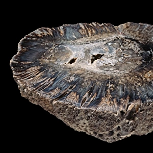 Cycadeoidea marylandica, fossil cycad