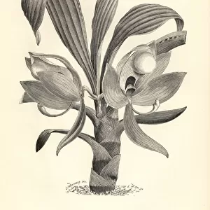 Cycnoches chlorochilon orchid
