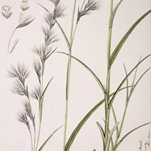 Cymbopogon iwarancusa, oilgrass