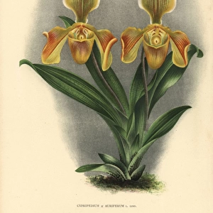 Cypripedium Auriferum L Lind hybrid orchid