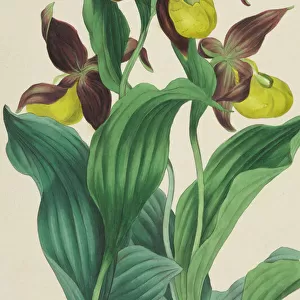 Cypripedium calceolus, Ladys Slipper Orchid