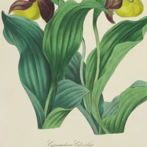 Cypripedium calceolus, Ladys Slipper Orchid