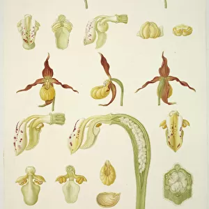 Cypripedium calceolus, Ladys slipper orchid
