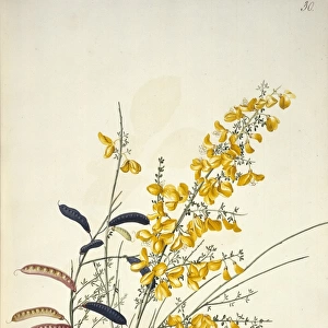 Cytisus scoparius L. Scotch broom
