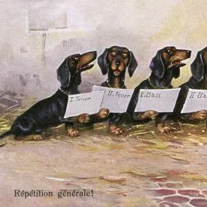 A Dachshund choir has a dress rehearsal