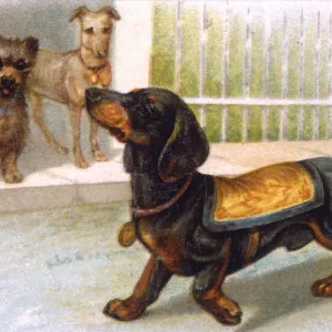 Prints of : Dogs