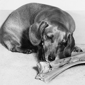 Two Dachshunds with a large bone