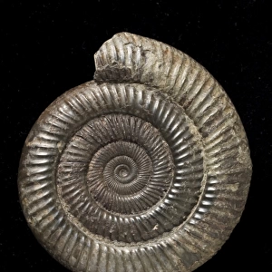 Dactylioceras, fossil ammonite