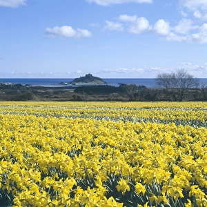 Daffodil fields, St Michaels Mount, Marazion, Cornwall
